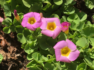 Oxalis cultivars