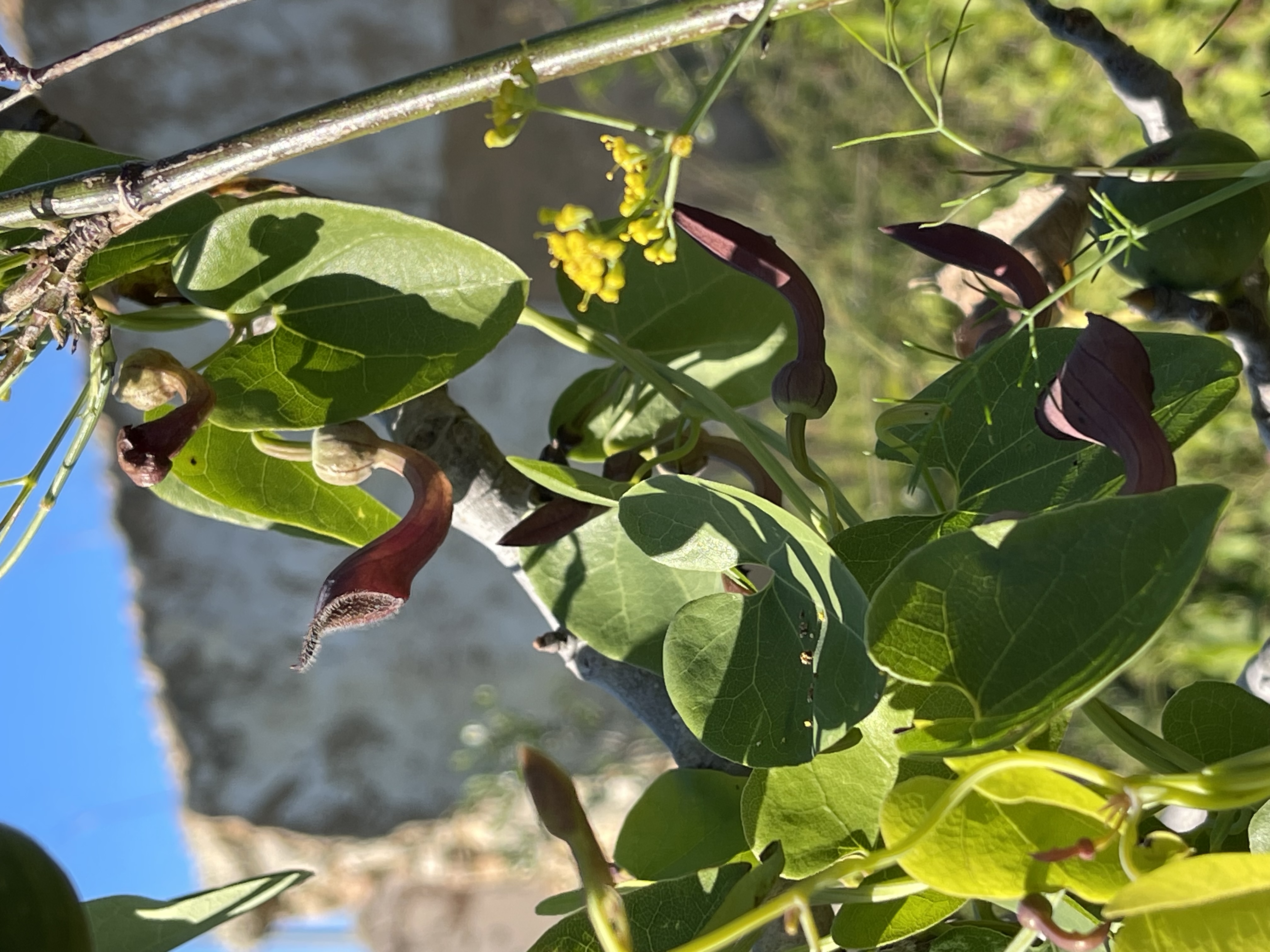 Aristolochia baetica 