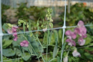 Lathyrus species and cultivars