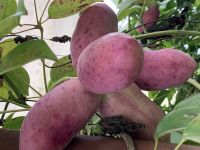 Stauntonia hexaphylla