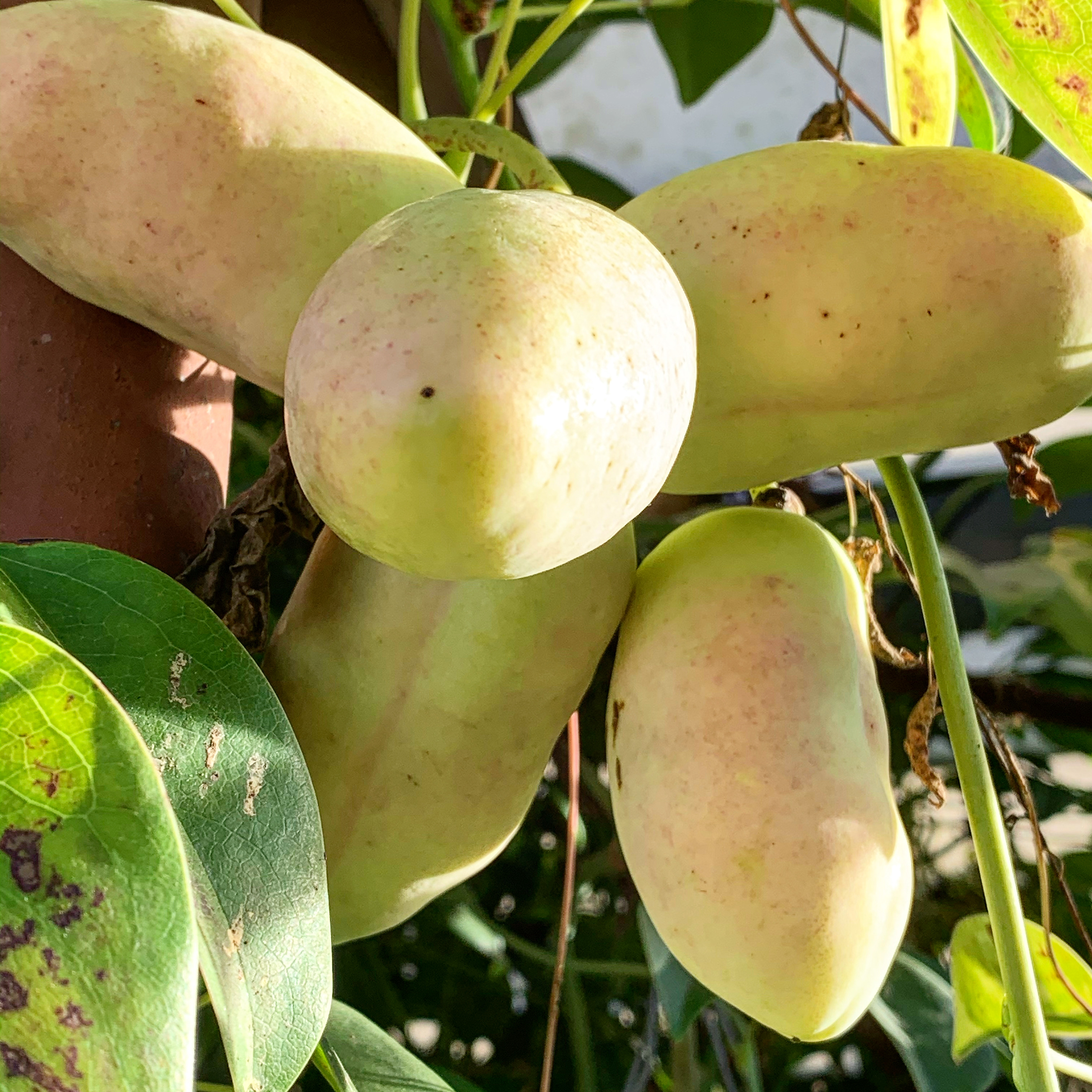 Stauntonia hexaphylla