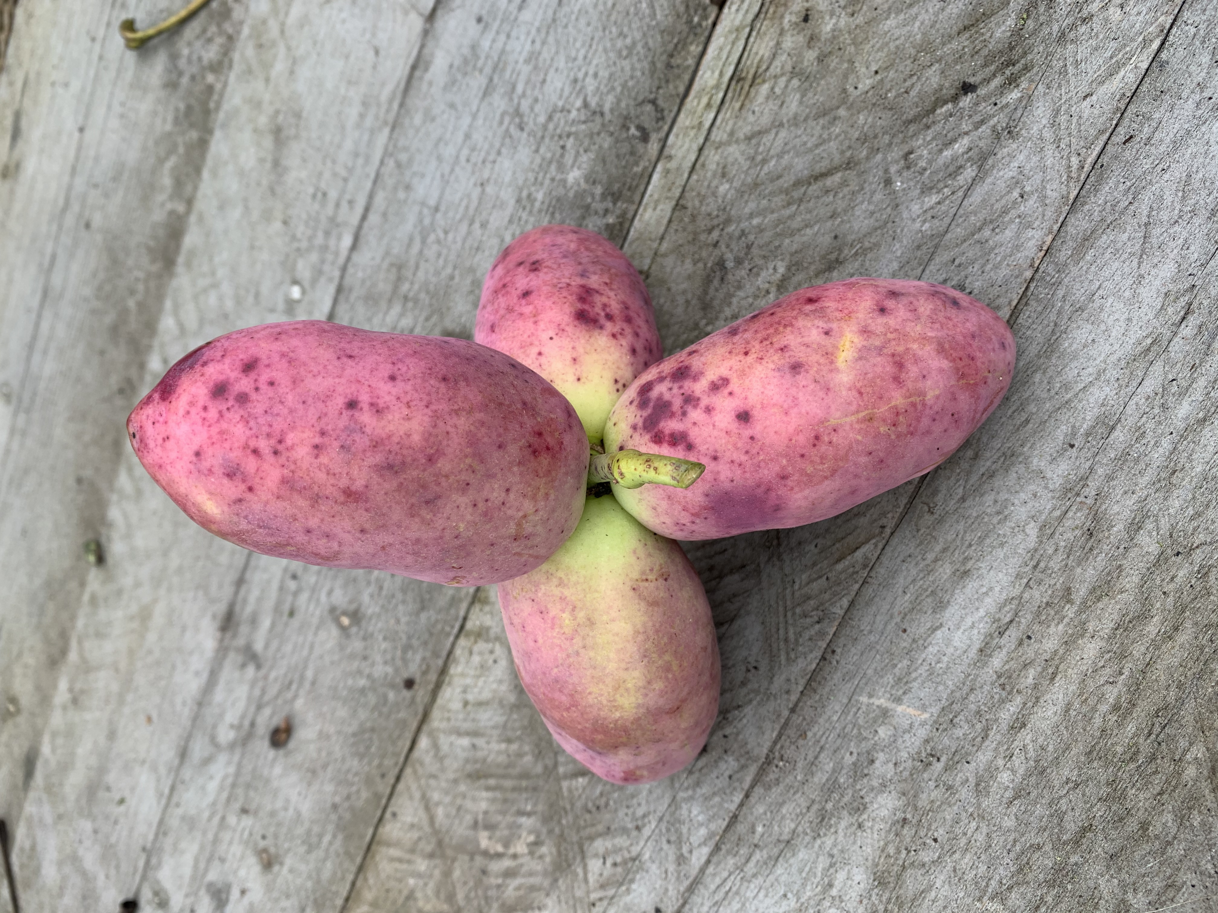 Stauntonia hexaphylla