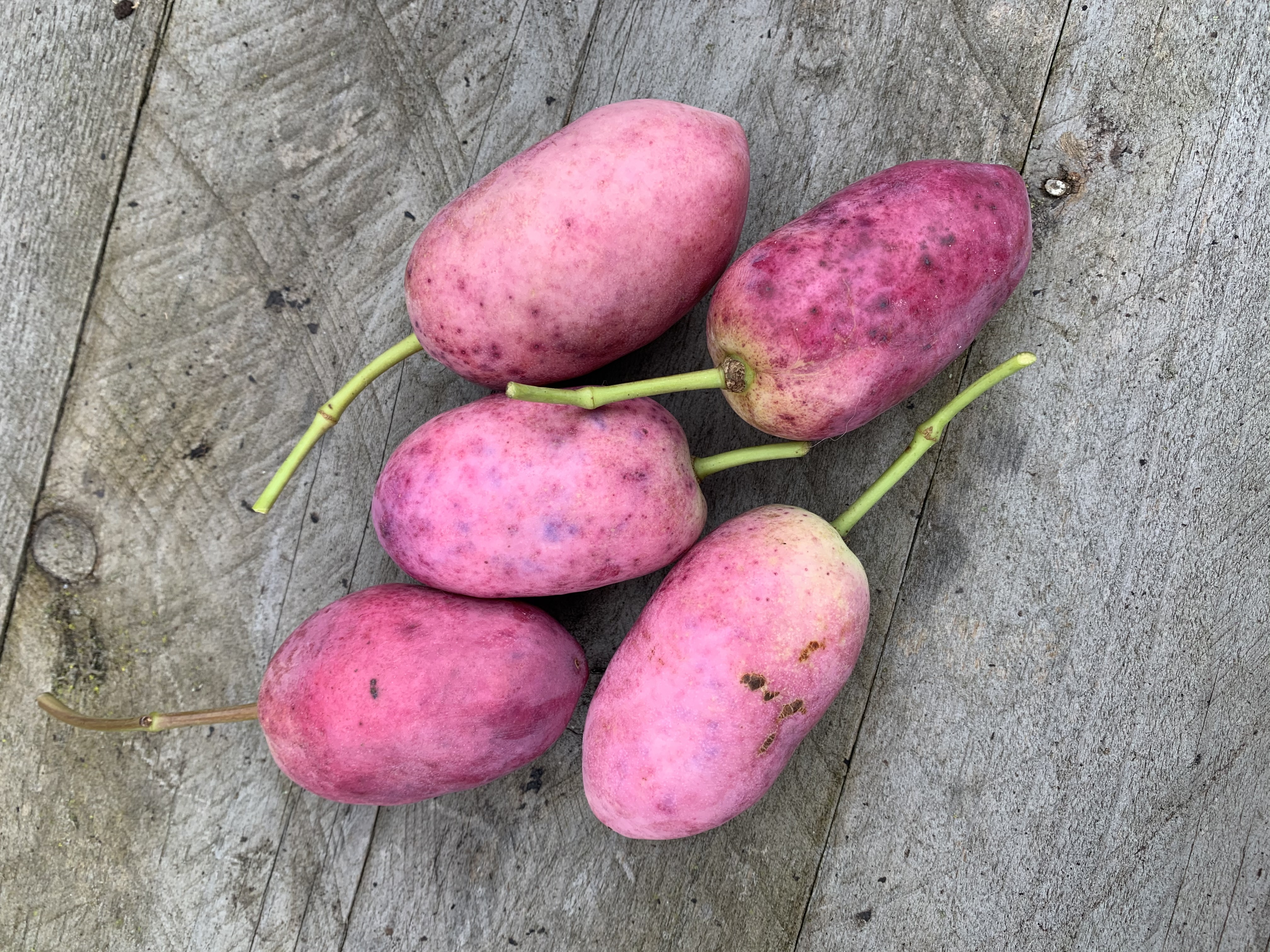 Stauntonia hexaphylla