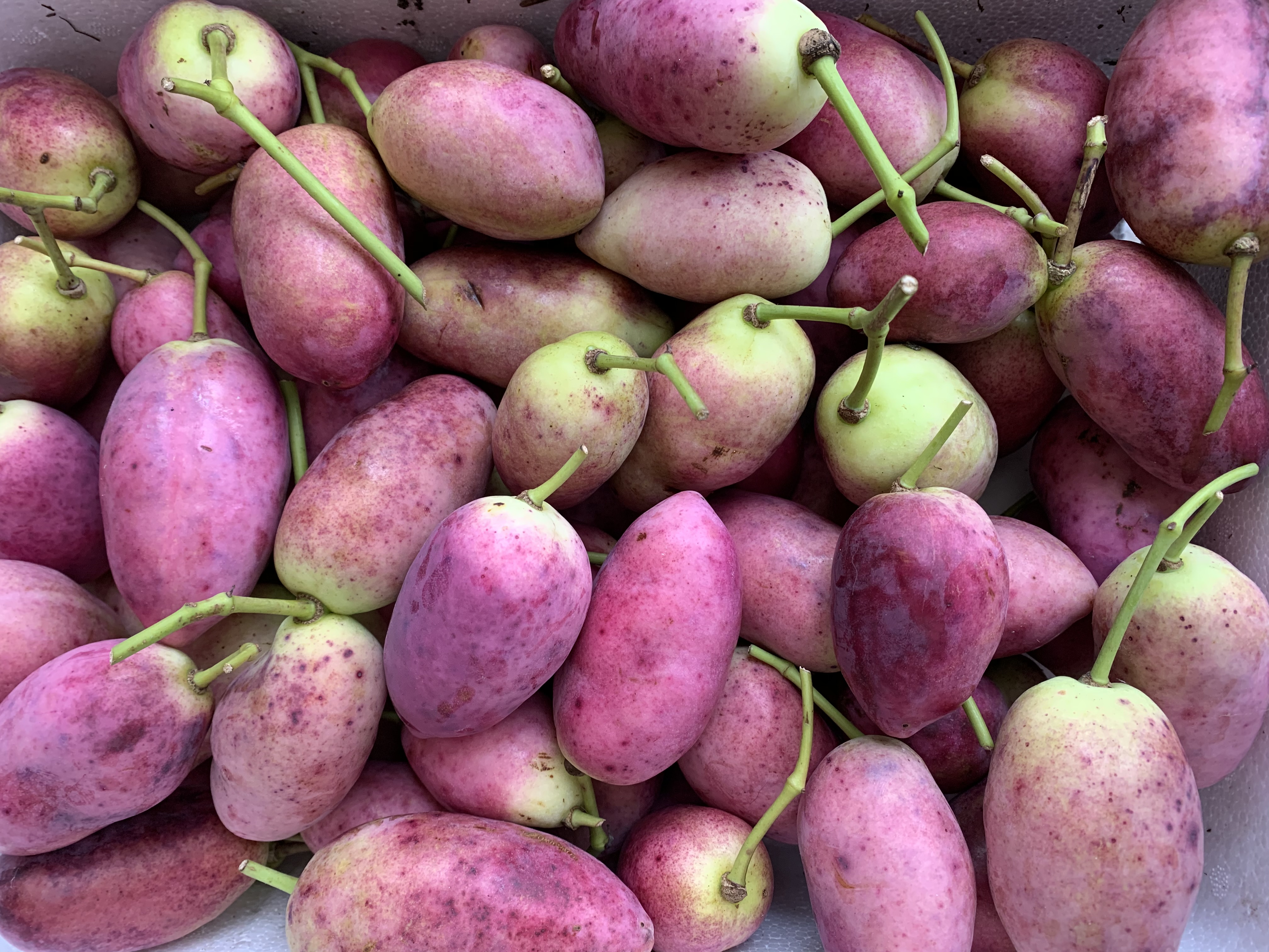 Stauntonia hexaphylla