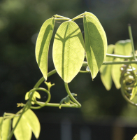 Stauntonia hexaphylla