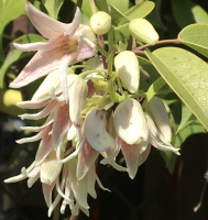 Stauntonia hexaphylla