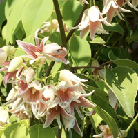 Stauntonia hexaphylla