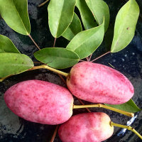 Stauntonia hexaphylla