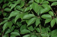 Stauntonia hexaphylla