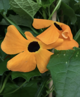 Thunbergia alata