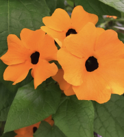 Thunbergia alata