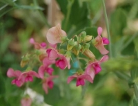 Lathyrus rotundifolius