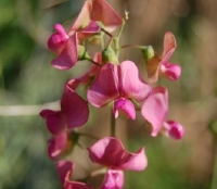 Lathyrus rotundifolius