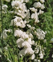 Lathyrus latifolius 'White Pearl'