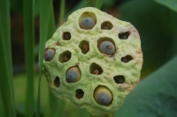 Nelumbo nucifera ssp. komarovii
