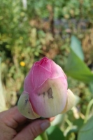 Nelumbo nucifera ssp. komarovii
