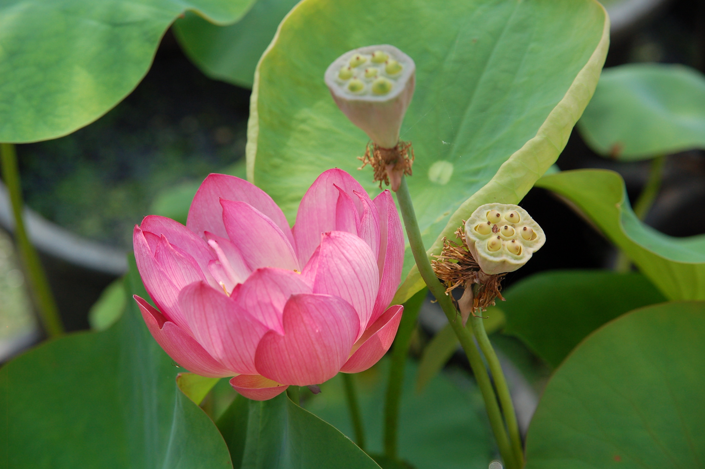 Nelumbo nucifera