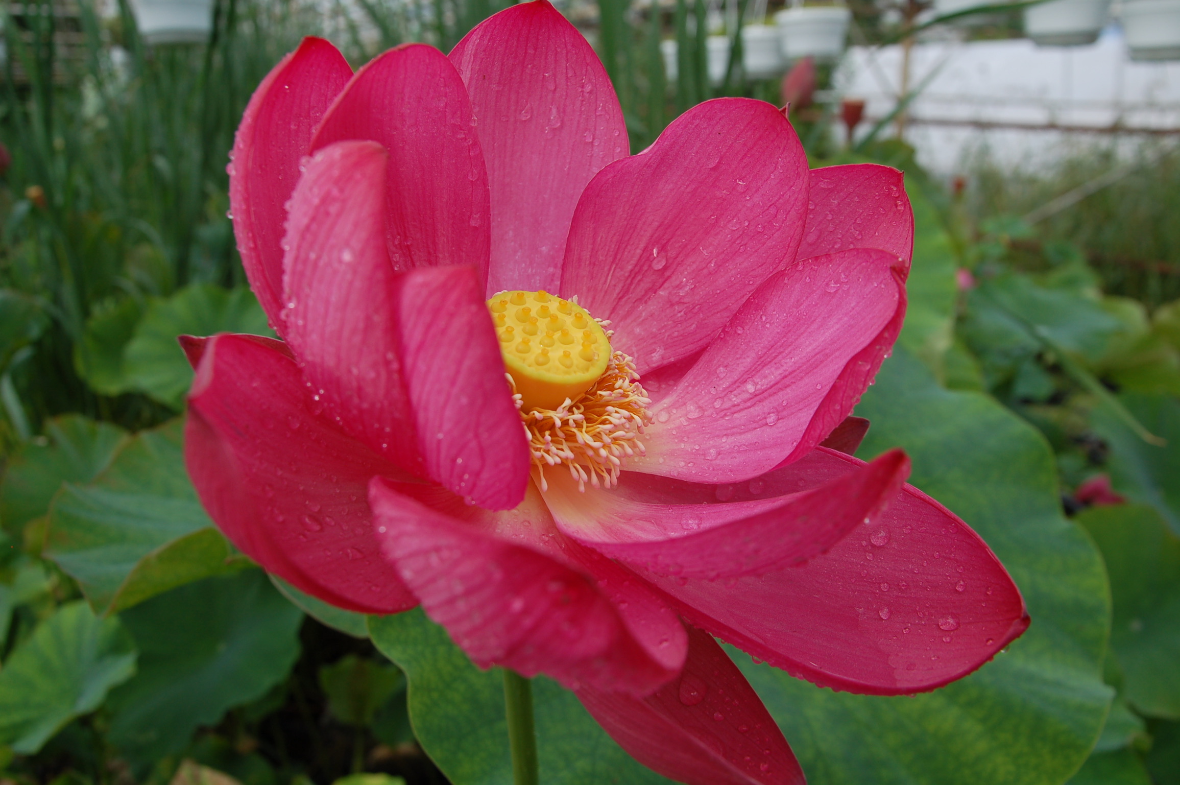 Nelumbo nucifera