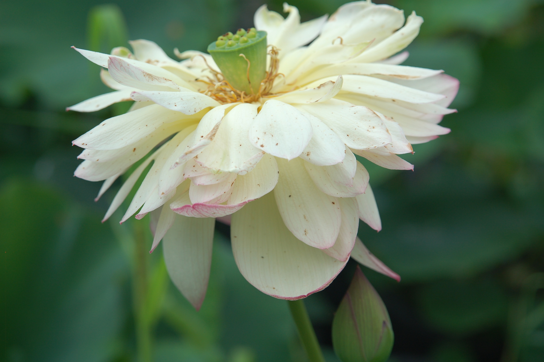 Nelumbo nucifera met witte bloemen 