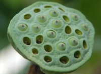 Nelumbo nucifera met witte bloemen 