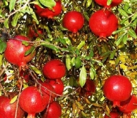 Punica Granatum