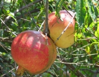 Punica Granatum