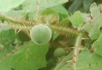 Solanum quitoenese