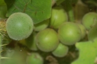 Solanum quitoenese