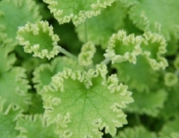 Leonurus cardiaca 'grobbebol