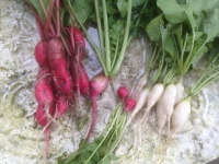 Raphanus sativus White Icicle