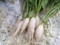 Raphanus sativus White Icicle
