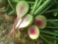 Raphanus sativus Green Meat