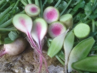 Raphanus sativus Green Meat
