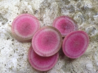 Raphanus Sativus Red Meat