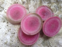 Raphanus Sativus Red Meat