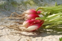 Raphanus Sativus cv. D'avignon