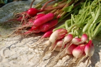 Raphanus Sativus cv. D'avignon