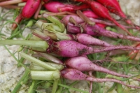 Raphanus sativus var. longipinnatus cv. kn-Bravo