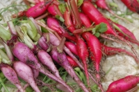 Raphanus sativus var. longipinnatus cv. kn-Bravo