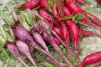 Raphanus sativus var. longipinnatus cv. kn-Bravo