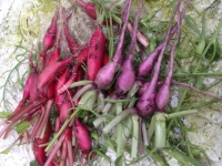 Raphanus sativus var. longipinnatus cv. kn-Bravo