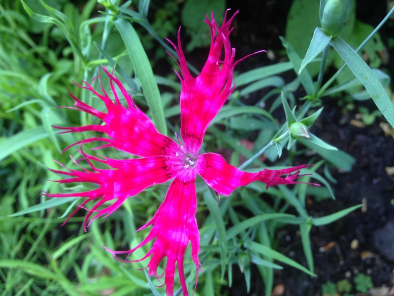 Dianthus superbus Spooky Mixed