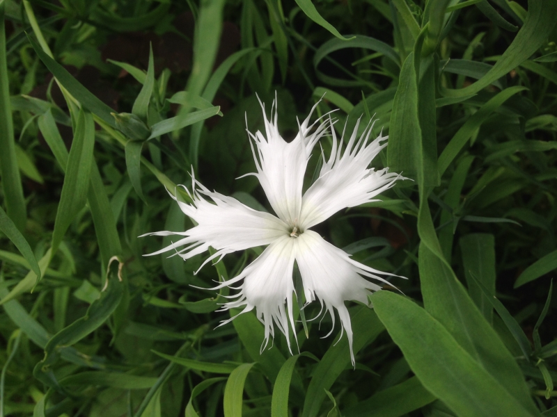 Dianthus superbus Spooky Mixed