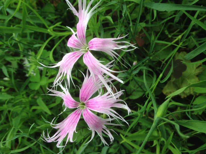 Dianthus superbus Spooky Mixed
