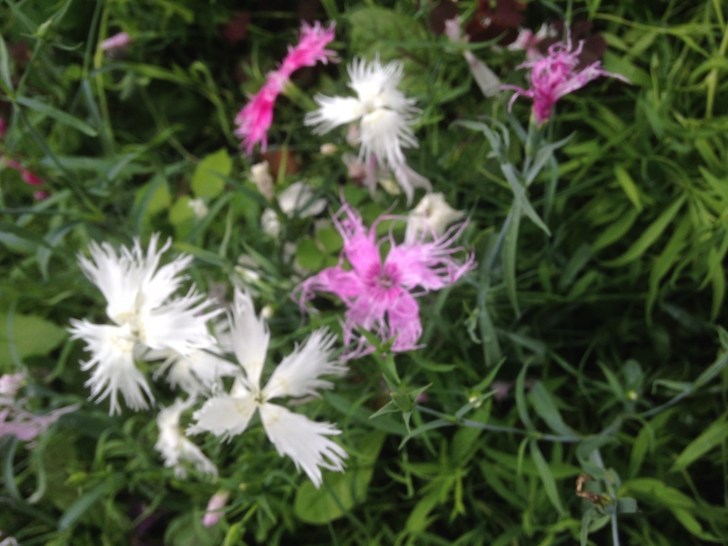 Dianthus superbus Spooky Mixed