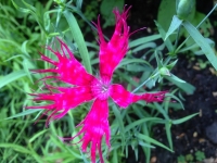 Dianthus superbus Spooky Mixed