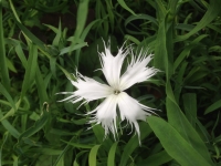 Dianthus superbus Spooky Mixed