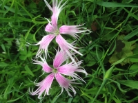 Dianthus superbus Spooky Mixed