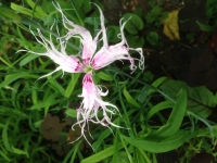 Dianthus superbus Spooky Mixed