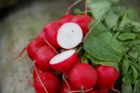 Raphanus sativus Pink Beauty